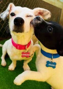 Rescue Chihuahua and Dachshund Dogs for Adoption in San Diego, California - Charlotte | PetCurious