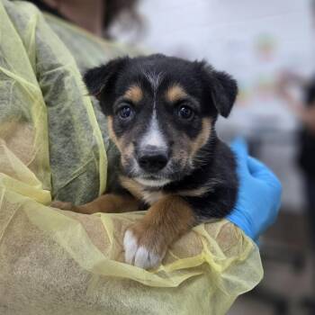 Australian Shepherd and Shepherd Dogs Available for Adoption in Incline Village, Nevada - Porkchop | PetCurious
