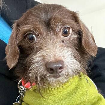 Terrier and Chihuahua Dogs Available for Adoption - Carmelina | PetCurious