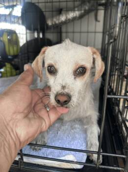 Dahlia -  Terrier and Maltese Dog for Adoption in New York, New York - Dahlia | PetCurious
