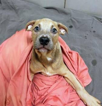 Mixed Breed Dogs Available for Adoption in Nashville, Tennessee - Jacob | PetCurious