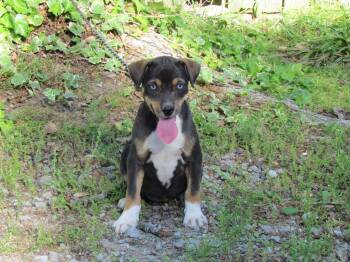 Feist and Mixed Breed Dogs Available for Adoption in Medfield, Massachusetts - Sora | PetCurious