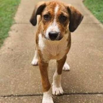 Hound Dogs Available for Adoption in Shelby, North Carolina - Lisabeth | PetCurious