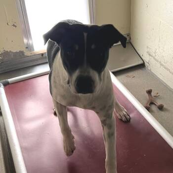 Annie -  American Staffordshire Terrier Dog for Adoption in Galveston, Texas - Annie | PetCurious