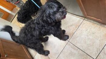 Orion -  Mixed Breed Dog for Adoption in Cincinnati, Ohio - Orion | PetCurious