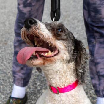 Looney Tunes -  Miniature Poodle and Mixed Breed Dog for Adoption in Baltimore, Maryland - Looney Tunes | PetCurious