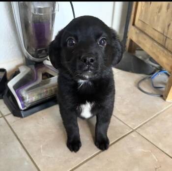 Djoos / Tippy -  Labrador Retriever and Flat Coated Retriever Dog for Adoption in Broomfield, Colorado - Djoos / Tippy | PetCurious