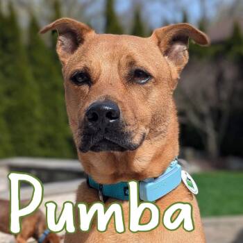 Mixed Breed and Boxer Dogs Available for Adoption in Mississauga, Ontario - Pumba | PetCurious