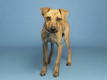 RICO -  German Shepherd Dog Dog for Adoption in Phoenix, Arizona - RICO | PetCurious