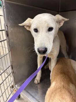 Rescue German Shepherd Dog and Mixed Breed Dogs for Adoption in Riverside, California - A1873975 | PetCurious