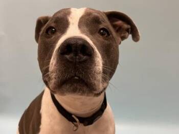 Drax -  Pit Bull Terrier Dog for Adoption in Golden Valley, Minnesota - Drax | PetCurious