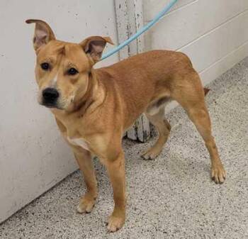 Mixed Breed Dogs Available for Adoption in Kansas City, Missouri - Milo | PetCurious