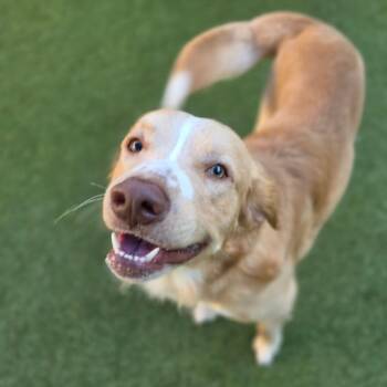 Buck -  Mixed Breed Dog for Adoption in Greensboro, North Carolina - Buck | PetCurious