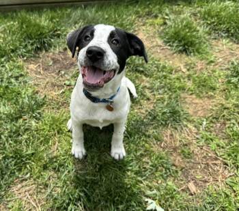 Wrangler -  Hound Dog for Adoption in Torrington, Connecticut - Wrangler | PetCurious