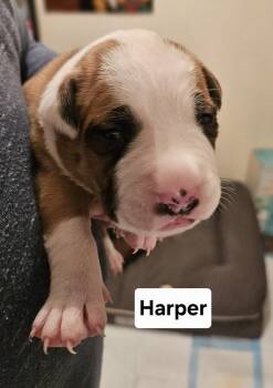 Mixed Breed Dogs Available for Adoption - Harper (26-034 D) | PetCurious