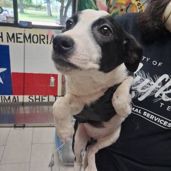 Frida -  Australian Cattle Dog Blue Heeler Dog for Adoption in Lufkin, Texas - Frida | PetCurious