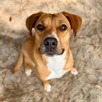 Ginger -  Mixed Breed Dog for Adoption in Milton, Florida - Ginger | PetCurious