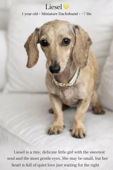 Miniature Dachshund Dogs Available for Adoption - Liesel  | PetCurious