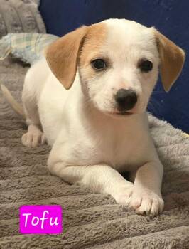 Tofu -  Chihuahua and Beagle Dog for Adoption in Alexander, Arkansas - Tofu | PetCurious