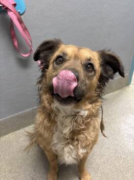 German Shepherd Dog and Mixed Breed Dogs Available for Adoption in Las Vegas, Nevada - CLEMENTINE | PetCurious