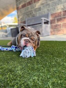 *Stroganoff* -  English Bulldog Dog for Adoption in Salt Lake City, Utah - *Stroganoff* | PetCurious