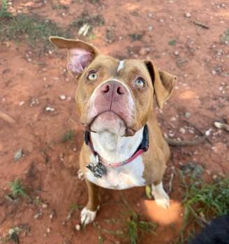 Coco -  Pit Bull Terrier and Mixed Breed Dog for Adoption in Warr Acres, Oklahoma - Coco | PetCurious
