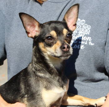 Rescue Chihuahua Dogs for Adoption in Prattville, Alabama - Violet 42664 | PetCurious