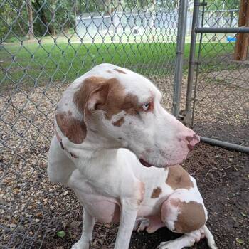 #37 -  Great Dane Dog for Adoption in Pekin, Illinois - #37 | PetCurious