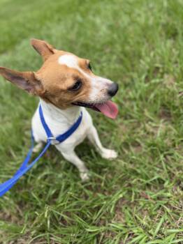 Rusty -  Jack Russell Terrier Dog for Adoption in Louise, Texas - Rusty | PetCurious
