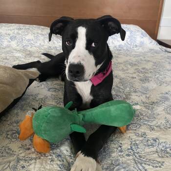 Rescue English Pointer and Labrador Retriever Dogs for Adoption in Chesapeake, Virginia - Freddie | PetCurious