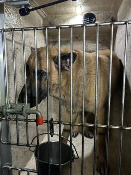 RAGU -  German Shepherd Dog Dog for Adoption in Indianapolis, Indiana - RAGU | PetCurious