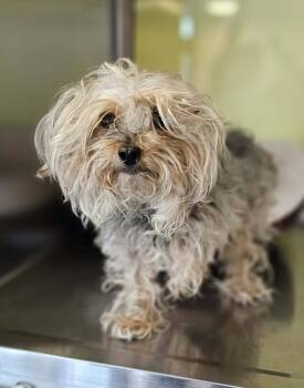 Yorkshire Terrier Dogs Available for Adoption in Rockwall, Texas - Found Stray: Leo | PetCurious