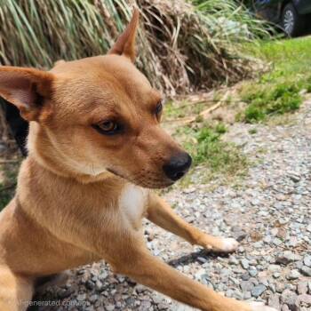 Artie -  Shepherd and Carolina Dog Dog for Adoption in Manhasset, New York - Artie | PetCurious