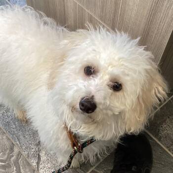 Bichon Frise and Poodle Dogs Available for Adoption in Clearwater, Florida - Buddy | PetCurious