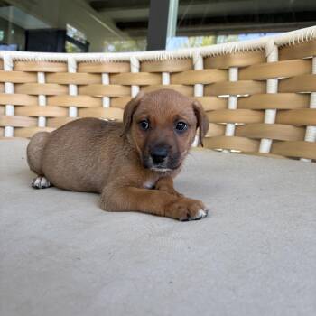 Mixed Breed Dogs Available for Adoption in Charlotte, North Carolina - Fernando | PetCurious