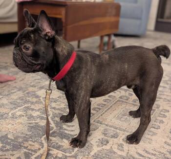 Cole Riley-4838  Knoxville, GA -  French Bulldog Dog for Adoption in Maryville, Tennessee - Cole Riley-4838  Knoxville, GA | PetCurious