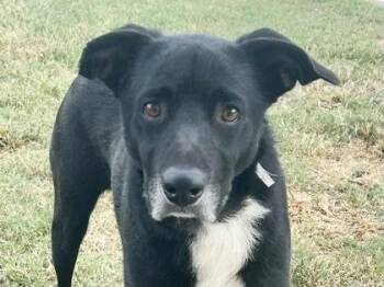 Rescue Mixed Breed Dogs for Adoption in Georgetown, Texas - Valor | PetCurious