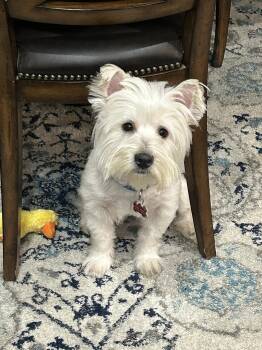 West Highland White Terrier Westie Dogs Available for Adoption in Plano, Texas - Winston | PetCurious