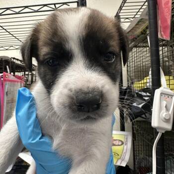 Chicken -  Shepherd and Mixed Breed Dog for Adoption in San Antonio, Texas - Chicken | PetCurious