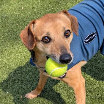 Hound Dogs Available for Adoption in Charlottesville, Virginia - Joe | PetCurious