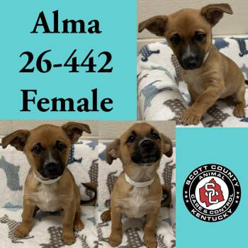 Alma -  Chihuahua Dog for Adoption in Georgetown, Kentucky - Alma | PetCurious