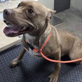 Pit Bull Terrier Dogs Available for Adoption in Madisonville, Kentucky - Anella | PetCurious