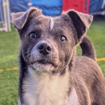 Griffin -  Chihuahua and Border Collie Dog for Adoption in Vallejo, California - Griffin | PetCurious