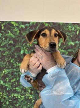 Rescue Hound and Mixed Breed Dogs for Adoption in San Antonio, Texas - Mike | PetCurious