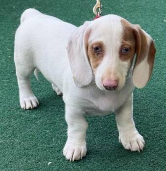 Dachshund Dogs Available for Adoption in Malvern, Pennsylvania - Crackle | PetCurious