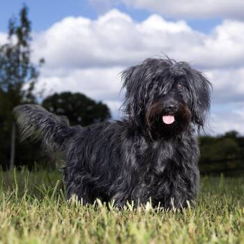 Schatzi -  Dachshund and Miniature Schnauzer Dog for Adoption in Franklin, Tennessee - Schatzi | PetCurious