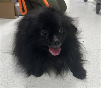 Rescue Pomeranian Dogs for Adoption in Aliquippa, Pennsylvania - CHARLIE | PetCurious