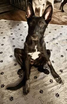 Rescue German Shepherd Dog Dogs for Adoption in Watertown, Connecticut - Samba | PetCurious