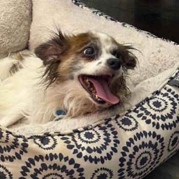 Mixed Breed Dogs Available for Adoption in Helena, Alabama - Einstein | PetCurious