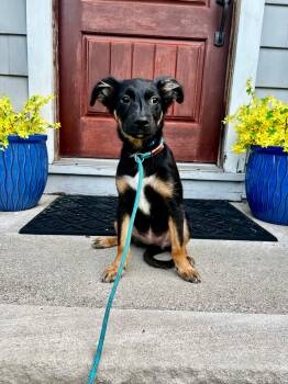 Mocha -  Patterdale Terrier Fell Terrier Dog for Adoption in Riverdale, New Jersey - Mocha | PetCurious